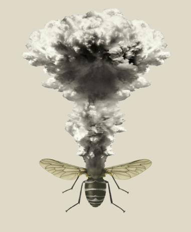2019-05-28 00_03_32-The Insect Apocalypse Is Here - The New York Times